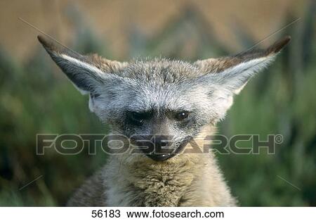 Close-up of Desert fox View Large Photo Image Stock Image - Close-up of Desert fox . Fotosearch