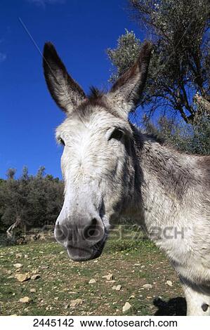 Close-up of donkey in field, Majorca, Balearic Islands, Spain View Large Photo Image Stock Image - Close-up of donkey in field, Majorca, Balearic Islands, Spain . Fotosearch