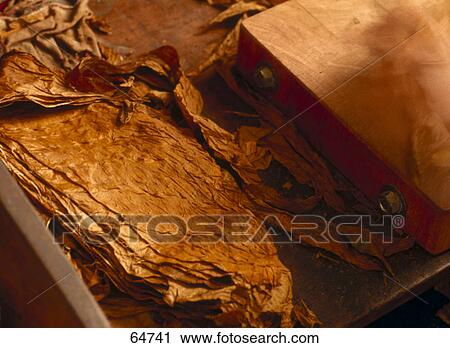 Stock Image - Close-up of dried leaves of tobacco . Fotosearch