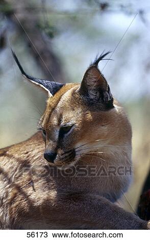 Stock Image - Close-up of Eurasian lynx (Lynx lynx), Namibia . Fotosearch