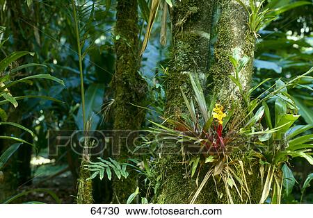 Stock Image - Close-up of flower blooming on tree in forest, Costa Rica . Fotosearch