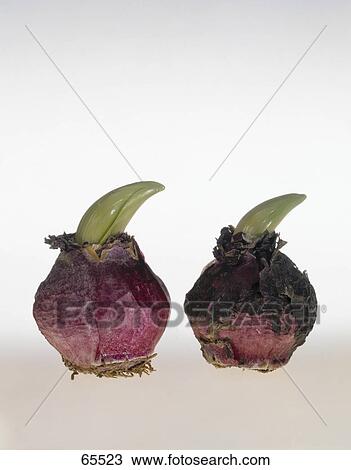 Stock Image - Close-up of flower bulb seedling . Fotosearch
