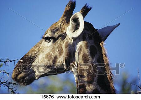 Stock Photograph - Close-up of Giraffe's head (Giraffa camelopardalis), Etosha National Park, Namibia . Fotosearch