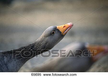 Stock Photography - Close-up of goose . Fotosearch