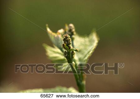 Close-up of grape flower buds View Large Photo Image Stock Photo - Close-up of grape flower buds . Fotosearch
