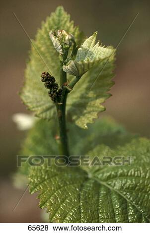 Close-up of grape leaves View Large Photo Image Stock Photo - Close-up of grape leaves . Fotosearch