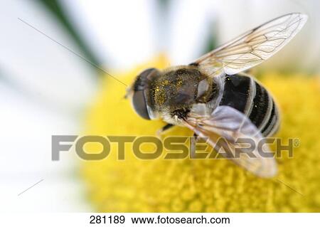 Close-up of honeybee pollinating Sunflower View Large Photo Image Stock Photo - Close-up of honeybee pollinating Sunflower . Fotosearch
