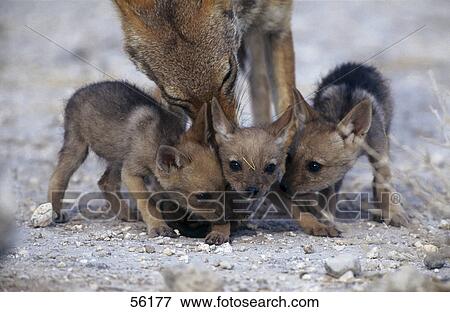 Stock Photo - Close-up of Jackal with its young ones, Etosha, Namibia . Fotosearch