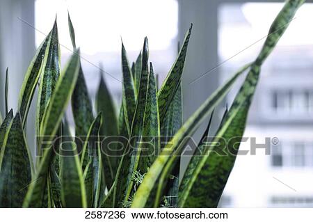 Stock Photograph - Close-up of leaves of cactus . Fotosearch