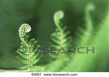 Close-up of leaves of curled sprout fern View Large Photo Image Stock Image - Close-up of leaves of curled sprout fern . Fotosearch