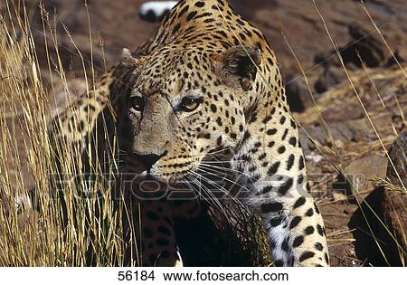 Close-up of leopard (Panthera pardus) lurking in forest View Large Photo Image Picture - Close-up of leopard (Panthera pardus) lurking in forest . Fotosearch