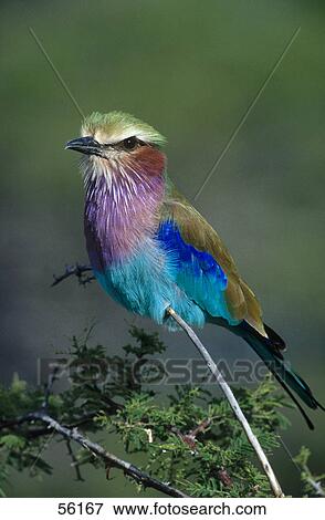 Close-up of Lilac-breasted Roller (Coracias caudata) bird perching on branch, Etosha, Namibia View Large Photo Image Stock Photo - Close-up of Lilac-breasted Roller (Coracias caudata) bird perching on branch, Etosha, Namibia . Fotosearch