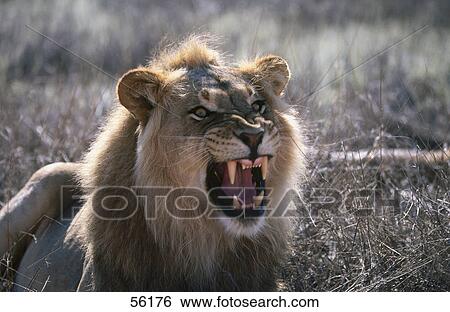 Close-up of lion (Panthera leo) snarling in forest View Large Photo Image Stock Photograph - Close-up of lion (Panthera leo) snarling in forest . Fotosearch