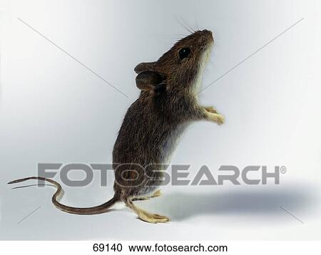 Close-up of mouse standing on hind legs View Large Photo Image Stock Image - Close-up of mouse standing on hind legs . Fotosearch