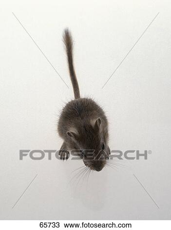 Close-up of mouse View Large Photo Image Stock Image - Close-up of mouse . Fotosearch