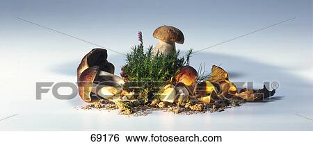 Close-up of mushrooms View Large Photo Image Stock Photograph - Close-up of mushrooms . Fotosearch