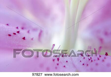 Stock Photo - Close-up of pistil of pink flower . Fotosearch