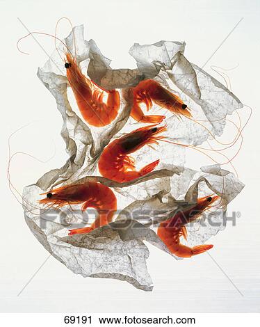 Stock Image - Close-up of prawns on white background . Fotosearch