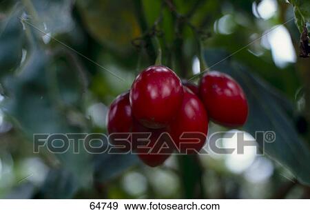 Close-up of red cherries hanging from tree View Large Photo Image Stock Photo - Close-up of red cherries hanging from tree . Fotosearch