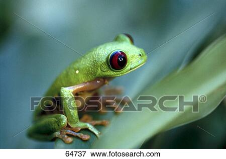 Close Up Of Red Eyed Tree Frog Agalychnis Callidryas On Leaf