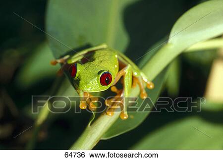 Close-up of Red-eyed Tree Frog (Agalychnis callidryas) on leaf, San Blas Islands, Panama View Large Photo Image Stock Photograph - Close-up of Red-eyed Tree Frog (Agalychnis callidryas) on leaf, San Blas Islands, Panama . Fotosearch