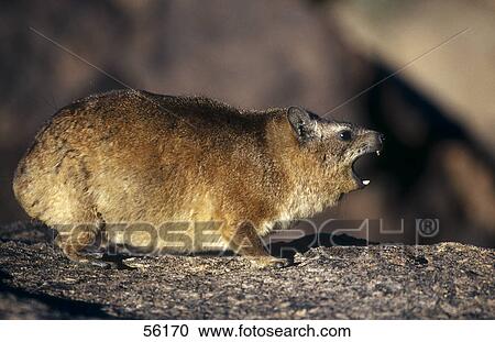 Stock Image - Close-up of Rock Hyrax (Procavia capensis) screaming, South Africa . Fotosearch