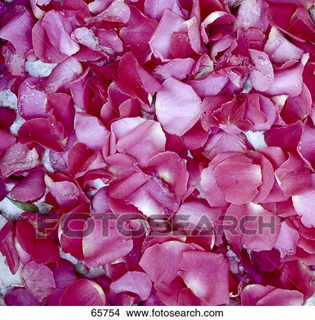 Picture - Close-up of rose petals . Fotosearch
