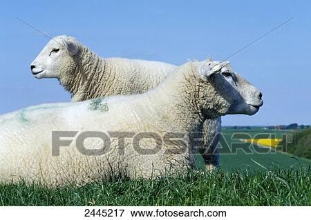 Close-up of sheep resting with lamb in field, Schleswig-Holstein, Germany View Large Photo Image Stock Photo - Close-up of sheep resting with lamb in field, Schleswig-Holstein, Germany . Fotosearch