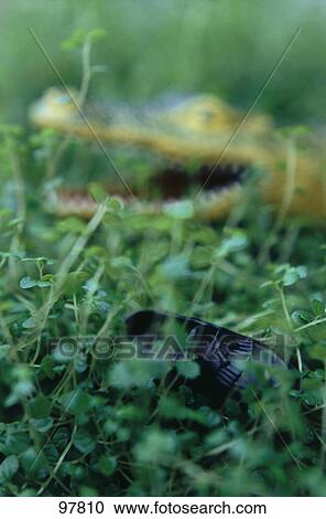 Close-up of shoe and alligator in background View Large Photo Image Stock Image - Close-up of shoe and alligator in background . Fotosearch