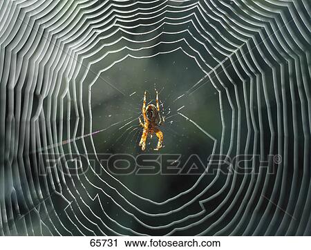 Close-up of spider in its web View Large Photo Image Stock Image - Close-up of spider in its web . Fotosearch