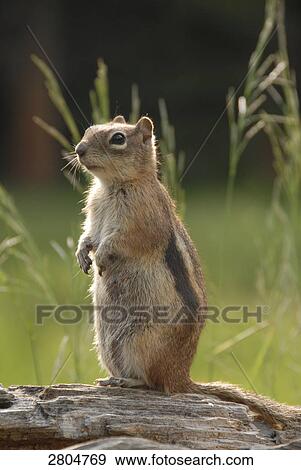 Close-up of squirrel on wooden log, Rocky Mountain National Park, Colorado, USA View Large Photo Image Stock Photo - Close-up of squirrel on wooden log, Rocky Mountain National Park, Colorado, USA . Fotosearch