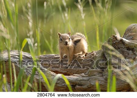 Close-up of squirrel sitting on wooden log, Rocky Mountain National Park, Colorado, USA View Large Photo Image Picture - Close-up of squirrel sitting on wooden log, Rocky Mountain National Park, Colorado, USA . Fotosearch