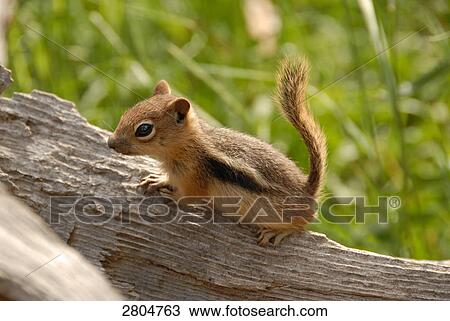 Close-up of squirrel sitting on wooden post, Rocky Mountain National Park, Colorado, USA View Large Photo Image Stock Image - Close-up of squirrel sitting on wooden post, Rocky Mountain National Park, Colorado, USA . Fotosearch
