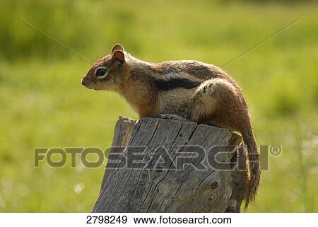 Stock Photo - Close-up of squirrel sitting on wooden post, Rocky Mountain National Park, Colorado, USA . Fotosearch