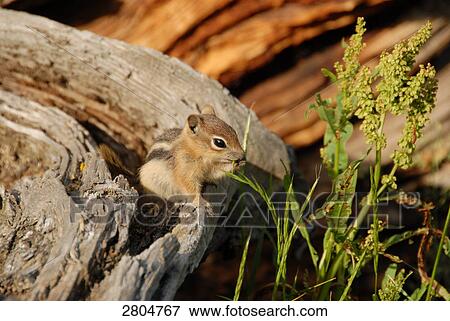 Stock Photo - Close-up of squirrel sitting on wooden log, Rocky Mountain National Park, Colorado, USA . Fotosearch