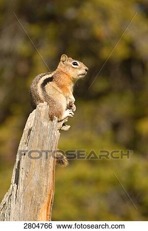 Close-up of squirrel sitting on wooden log, Rocky Mountain National Park, Colorado, USA View Large Photo Image Stock Photograph - Close-up of squirrel sitting on wooden log, Rocky Mountain National Park, Colorado, USA . Fotosearch