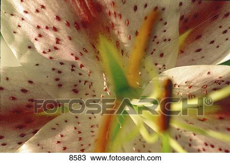 Stock Image - Close-up of stamen of lily . Fotosearch