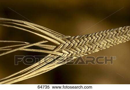 Close-up of straw View Large Photo Image Stock Photography - Close-up of straw . Fotosearch