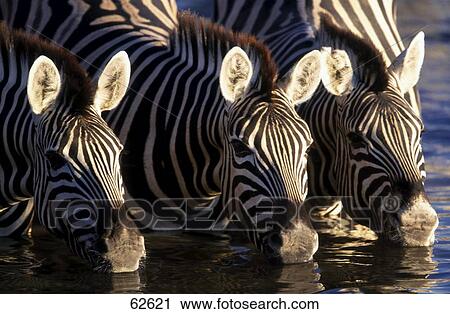 Close-up of three Plains Zebras (Equus burchelli) drinking water from waterhole View Large Photo Image Stock Image - Close-up of three Plains Zebras (Equus burchelli) drinking water from waterhole . Fotosearch