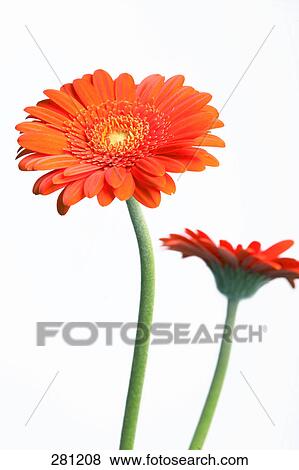 Close-up of two Gerberas View Large Photo Image Stock Photo - Close-up of two Gerberas . Fotosearch