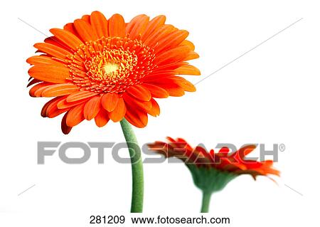 Close-up of two Gerberas View Large Photo Image Stock Photo - Close-up of two Gerberas . Fotosearch