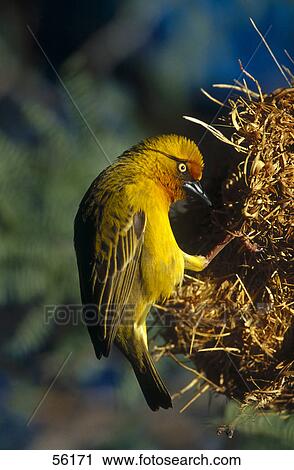 Close-up of Weaver bird building nest, South Africa View Large Photo Image Stock Image - Close-up of Weaver bird building nest, South Africa . Fotosearch
