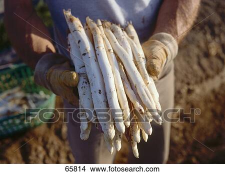 Picture - Close-up of white asparagus stalks in a farmers hands . Fotosearch