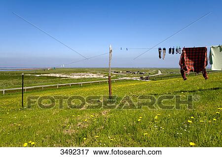 Stock Photo - Clothesline on a meadow, Hallig Oland, Schleswig-Holstein, Germany . Fotosearch