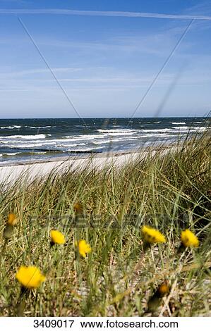 Stock Photo - Coast near Vitte, Hiddensee, Germany . Fotosearch