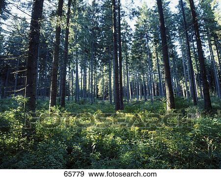 Stock Photo - Conifer trees in forest . Fotosearch