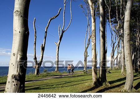 Couple walking in forest at seaside View Large Photo Image Stock Image - Couple walking in forest at seaside . Fotosearch
