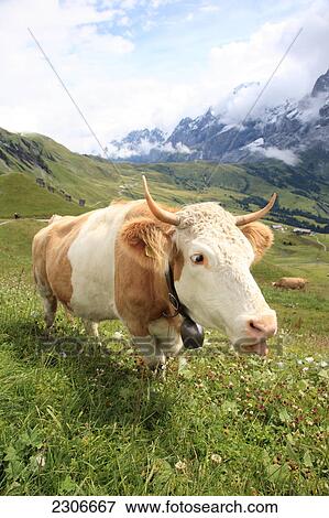 Stock Photo - Cow standing in field, Bernese Oberland, Bern, Switzerland . Fotosearch