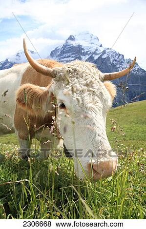 Cow standing in field, Bernese Oberland, Bern, Switzerland View Large Photo Image Stock Photo - Cow standing in field, Bernese Oberland, Bern, Switzerland . Fotosearch