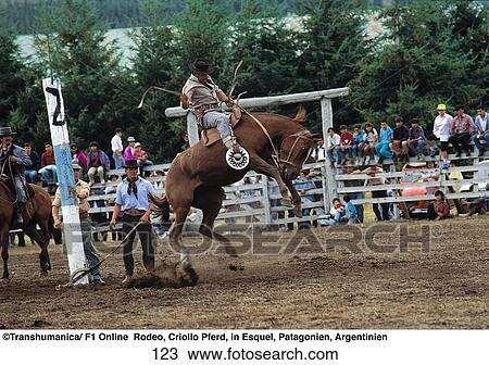 Cowboy in rodeo, Esquel, Chubut Province, Patagonia, Argentina View Large Photo Image Stock Image - Cowboy in rodeo, Esquel, Chubut Province, Patagonia, Argentina . Fotosearch